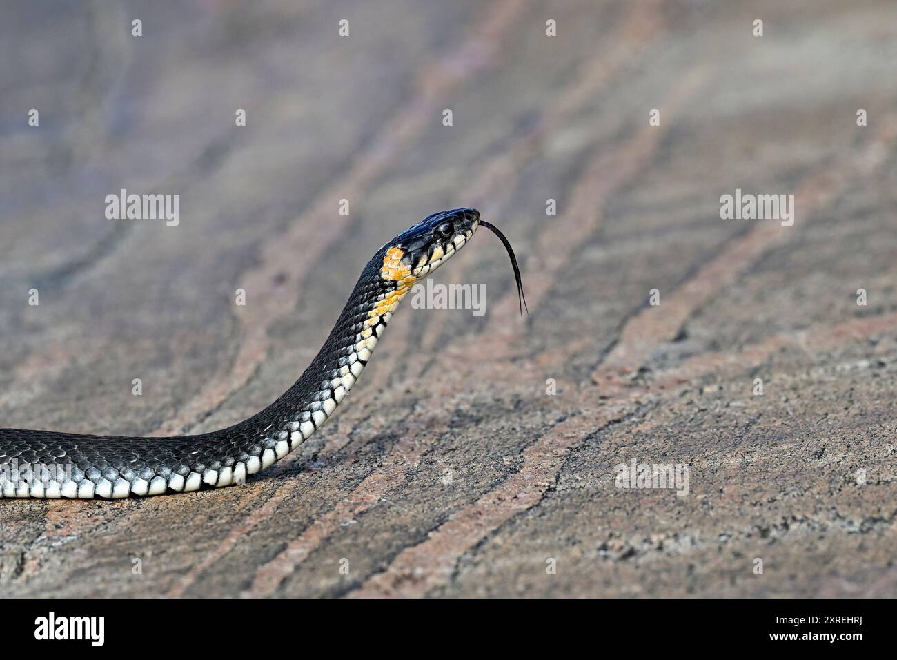 Die Grasschlange schaut durch die Umgebung Stockfoto