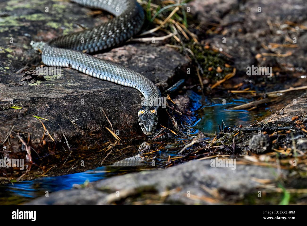 Trinkwasser der Grasschlange Stockfoto