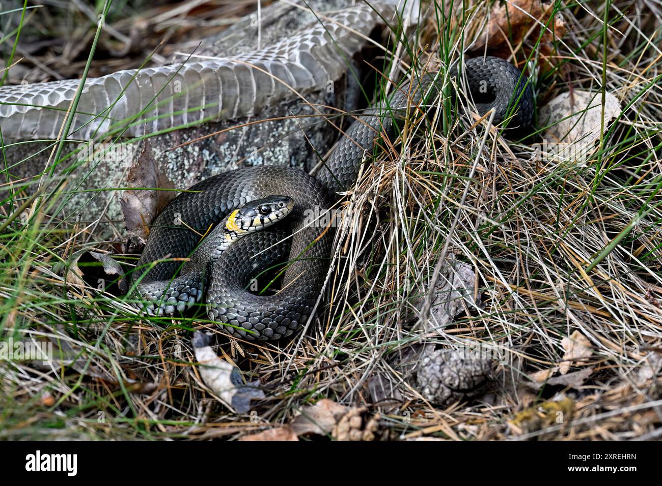 Grasschlange mit neuer, frischer Haut Stockfoto