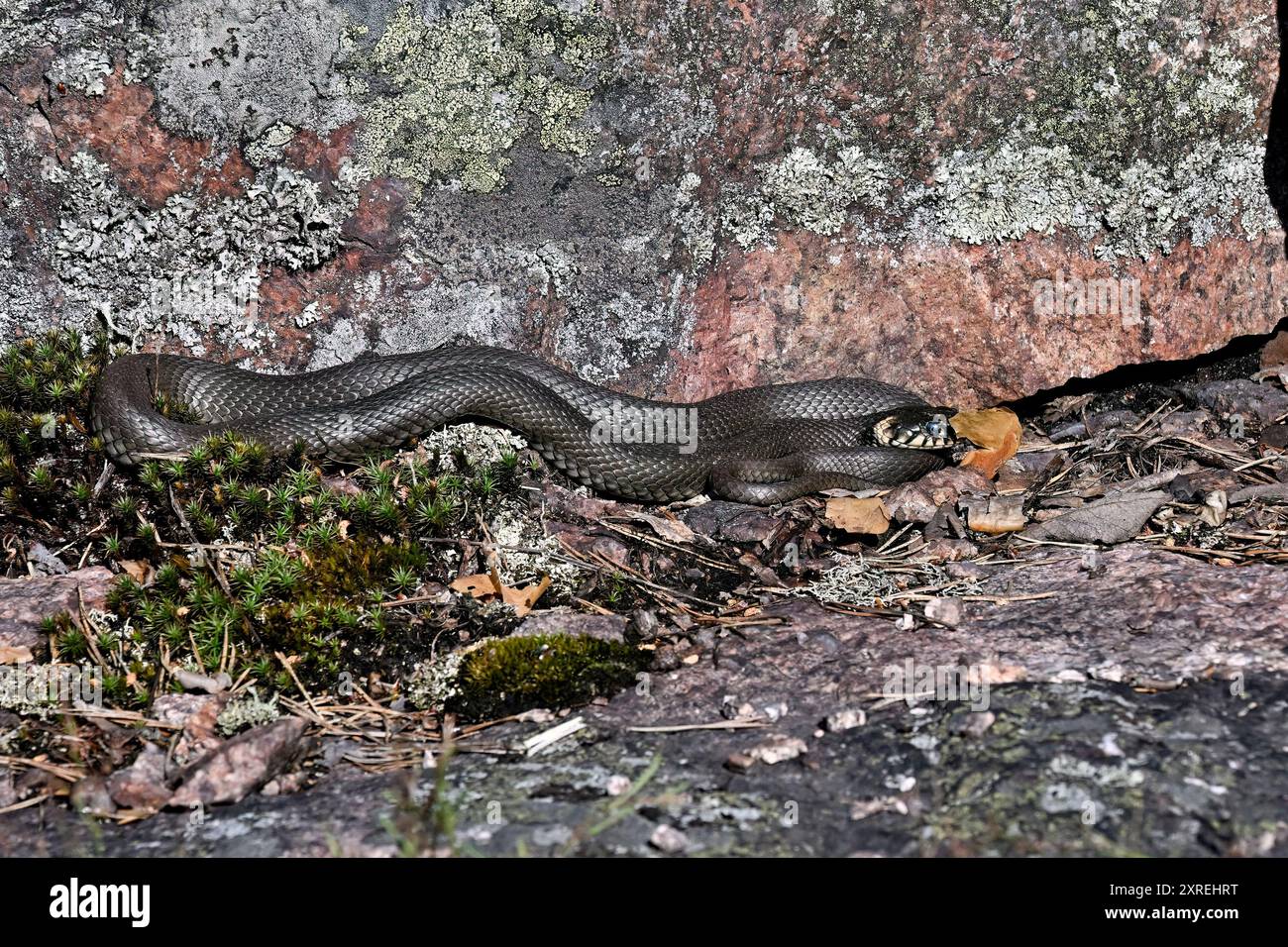 Grasschlange, die sich in der Felsspalte sonnt Stockfoto