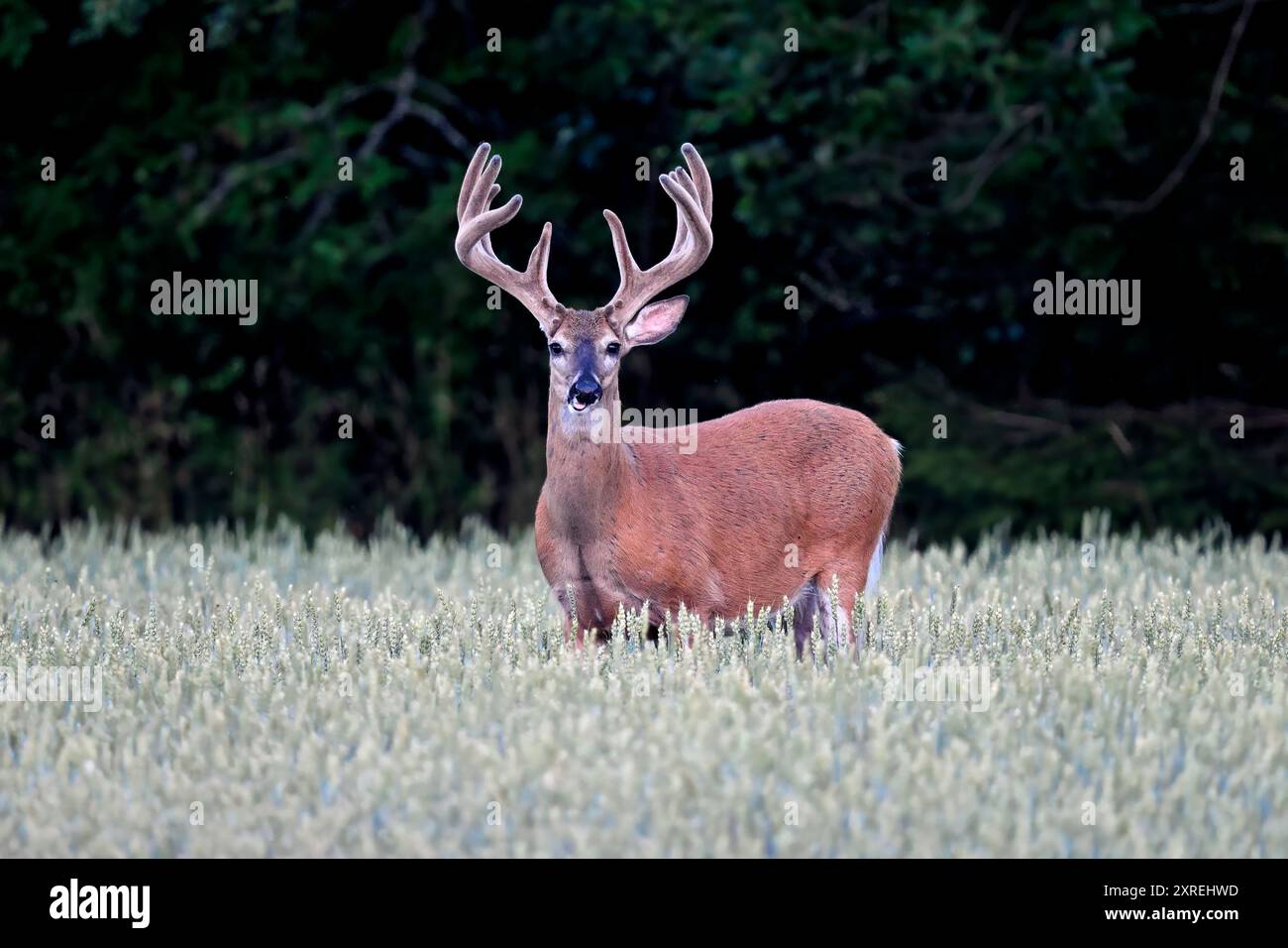 Weißwedelhirsche buck Suche Regal. Stockfoto