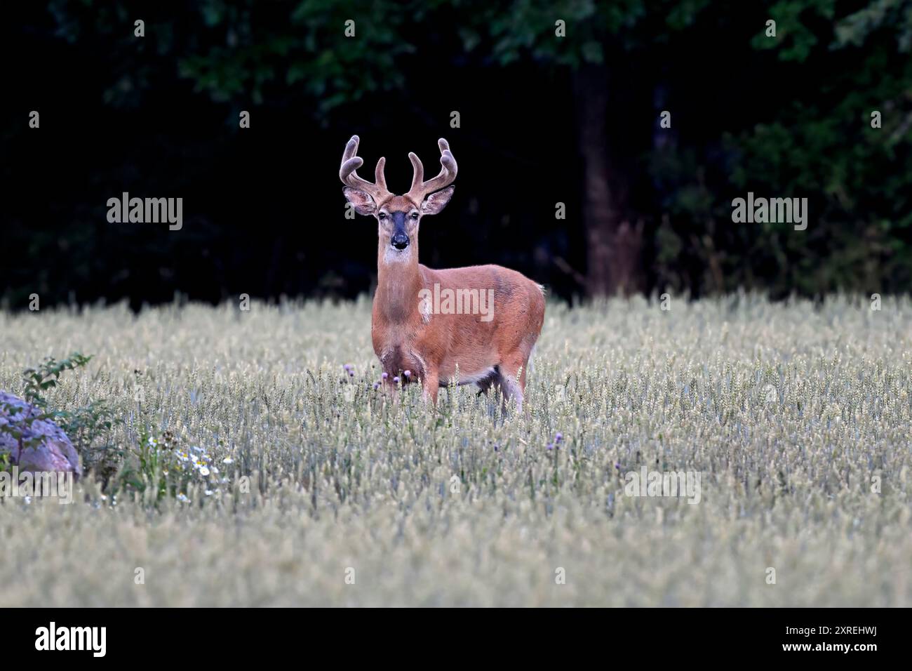 Weißwedelhirsche buck Suche Regal. Stockfoto