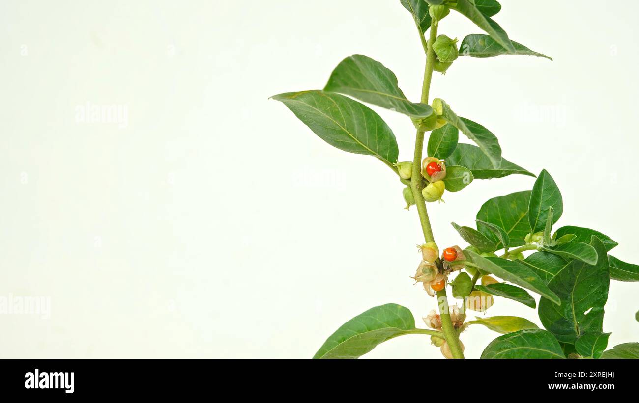 Ashwagandha seine Wurzeln und orange-roten Früchte werden seit Hunderten von Jahren für medizinische Zwecke verwendet Stockfoto