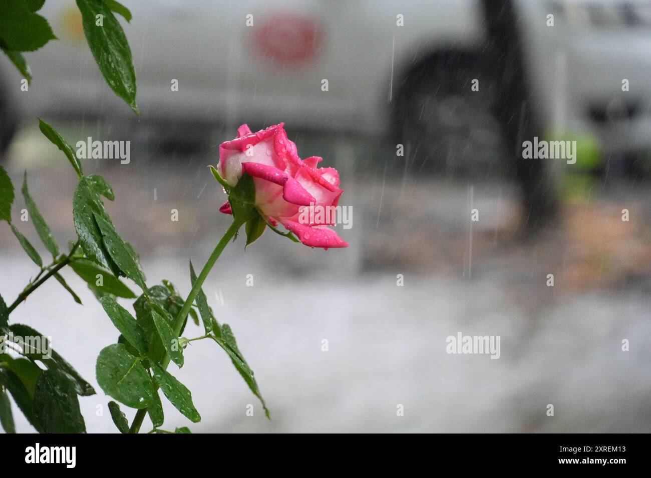 Rote Rosen im Regen, Focșani, Rumänien Stockfoto