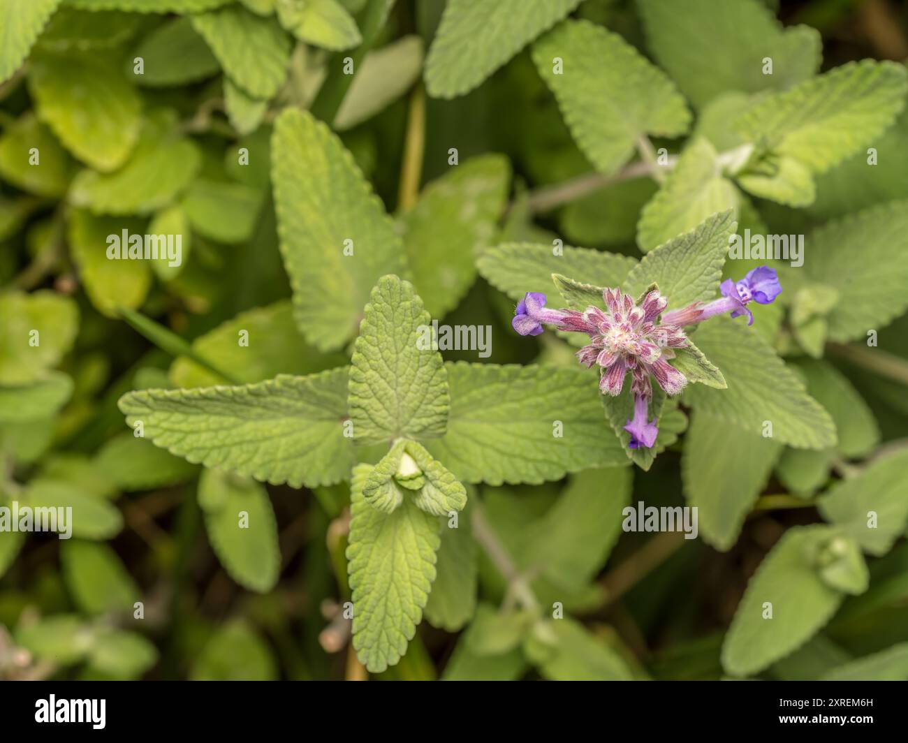Ein Haufen Minzblüten, die direkt von oben geschossen wurden Stockfoto