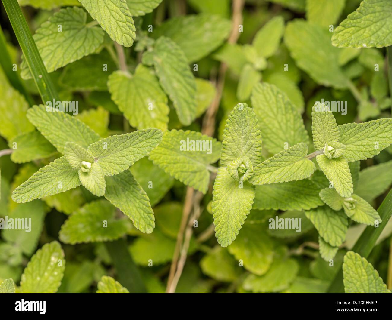 Ein Haufen Minzblüten, die direkt von oben geschossen wurden Stockfoto