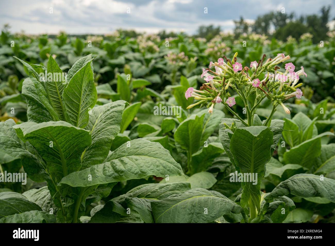 Tabakpflanzen mit rosa Blüten in virginia Stockfoto