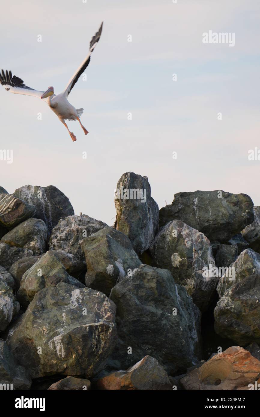 Pelican nimmt Flug von Rocky Perch in Sulina, Rumänien Stockfoto