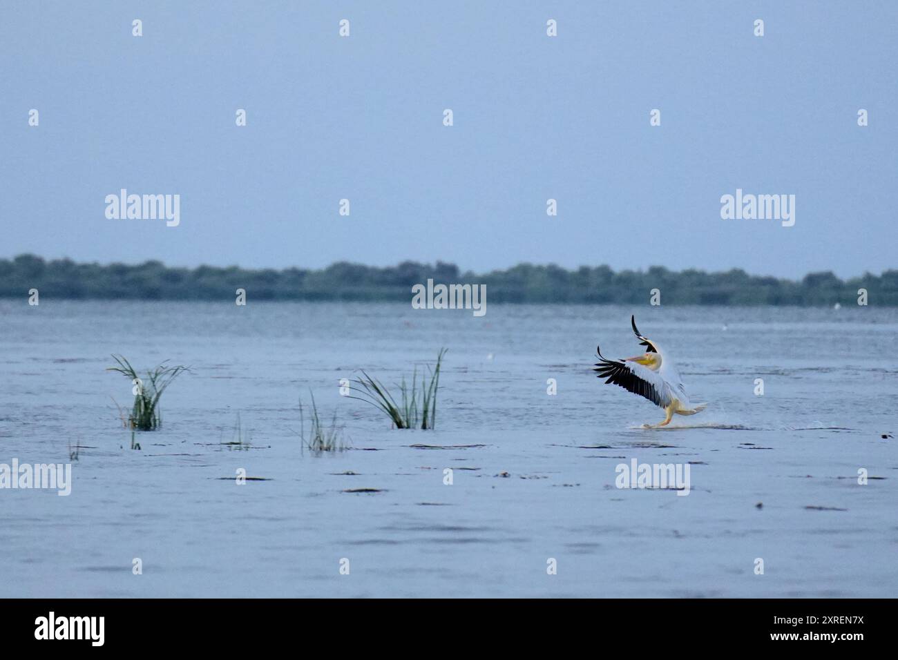 Pelican bereitet sich auf den Flug im Donaudelta vor Stockfoto