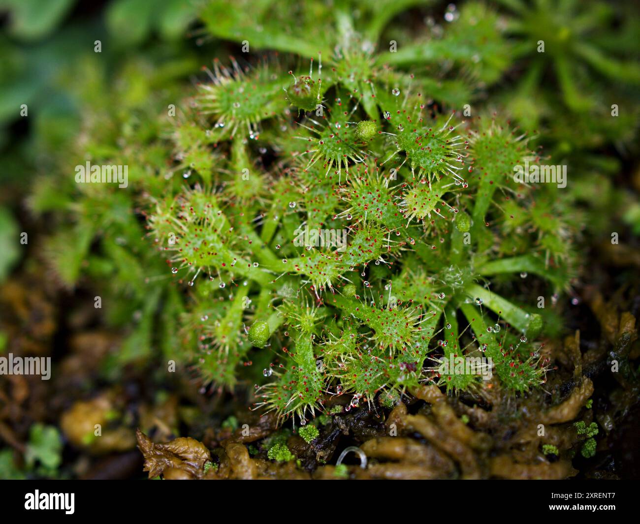 Löffelblättrige Sonnentaupflanze, drosera spatulta capensis, Fraser Island Spatula Sonnentau, fleischfressende Pflanze, Stockfoto