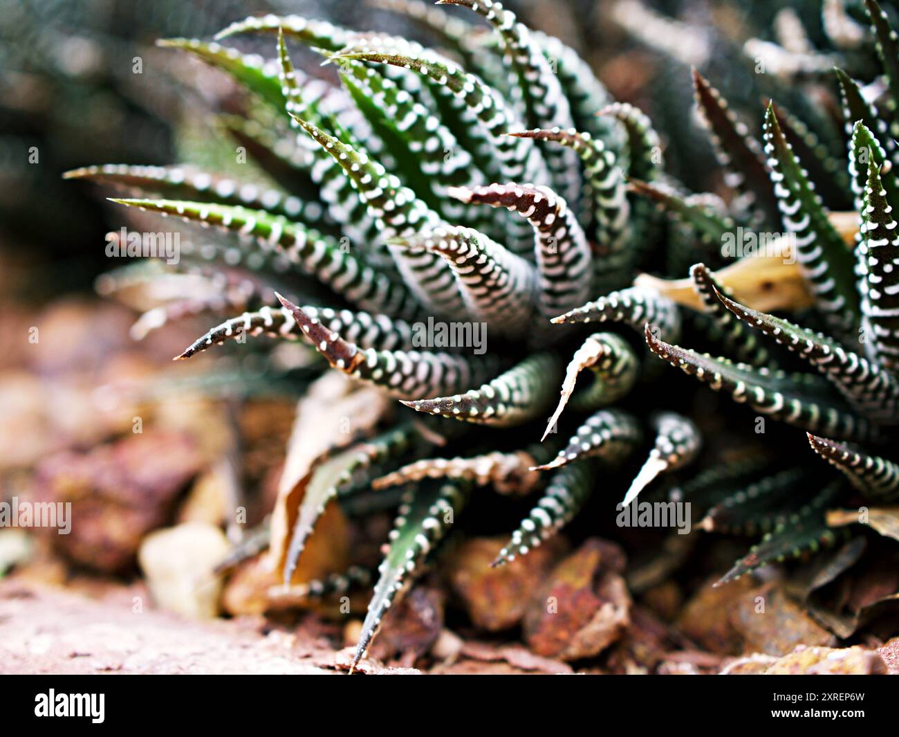 Saftige Zebrapflanze, Haworthia Aloe Vera, Perlenpflanze, Zebrakaktus, Sternfenster, Kissen Aloe, Haworthia fasciata südafrikanischer Sukkulent ist Familie Stockfoto