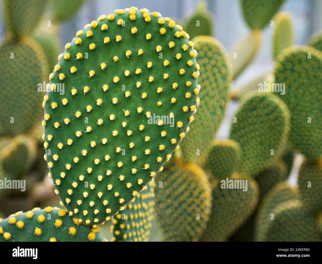 Cactus Bunny Ohr Pflanze Opuntia Microdasys, Opuntioid Kakteen, Herzform, indische Feige, glatte Berg-Feigenbirne, Mission Kactus, Nopal, fic Stockfoto