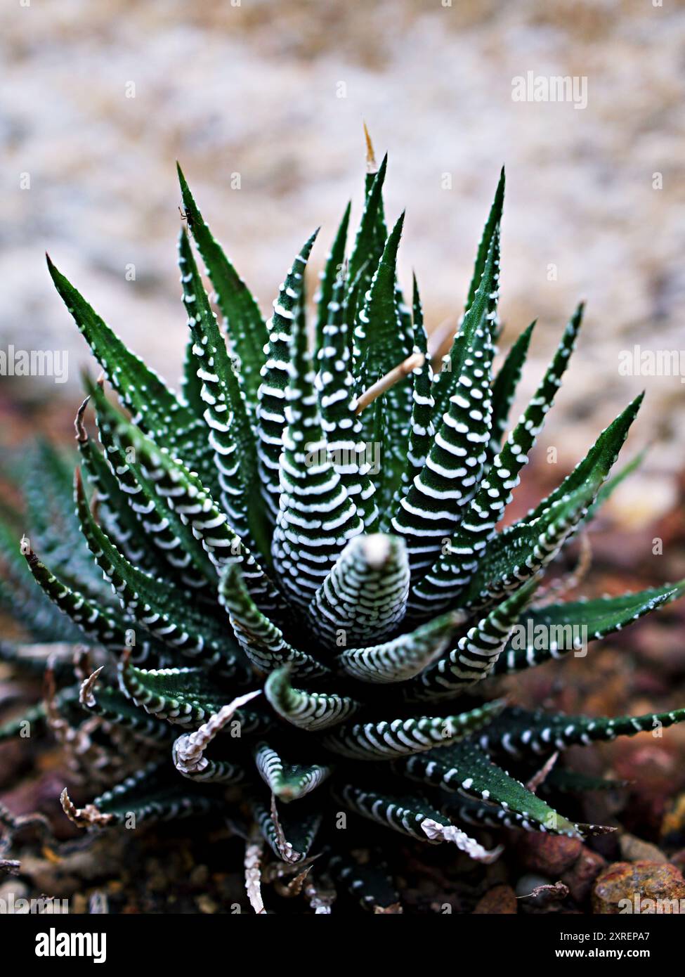 Saftige Zebrapflanze, Haworthia Aloe Vera, Perlenpflanze, Zebrakaktus, Sternfenster, Kissen Aloe, Haworthia fasciata südafrikanischer Sukkulent ist Familie Stockfoto