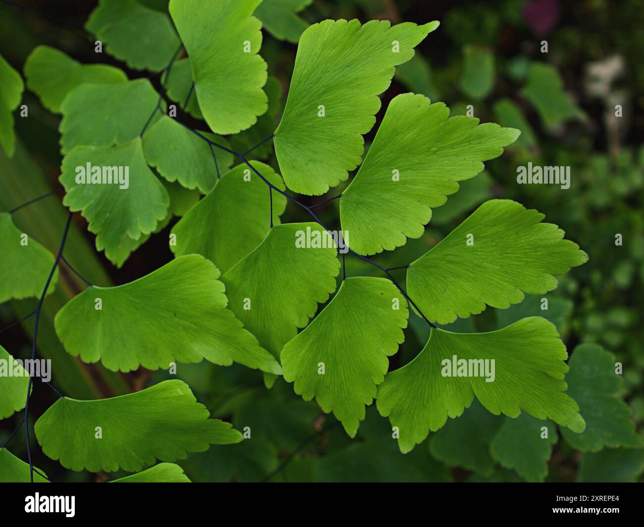Grüne Blätter Adiantum trapeziforme, riesige Maidenhair, Sizilien, Diamant Maidenhair Farn, venus Ferns, Venushair, weicher selektiver Fokus für hübsche Stockfoto
