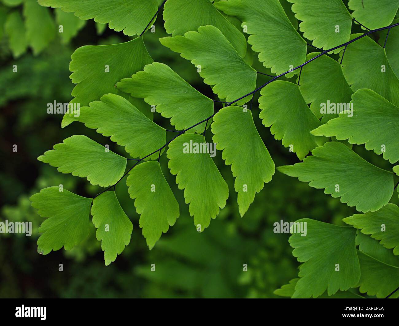 Grüne Blätter Adiantum trapeziforme, riesige Maidenhair, Sizilien, Diamant Maidenhair Farn, venus Ferns, Venushair, weicher selektiver Fokus für hübsche Stockfoto