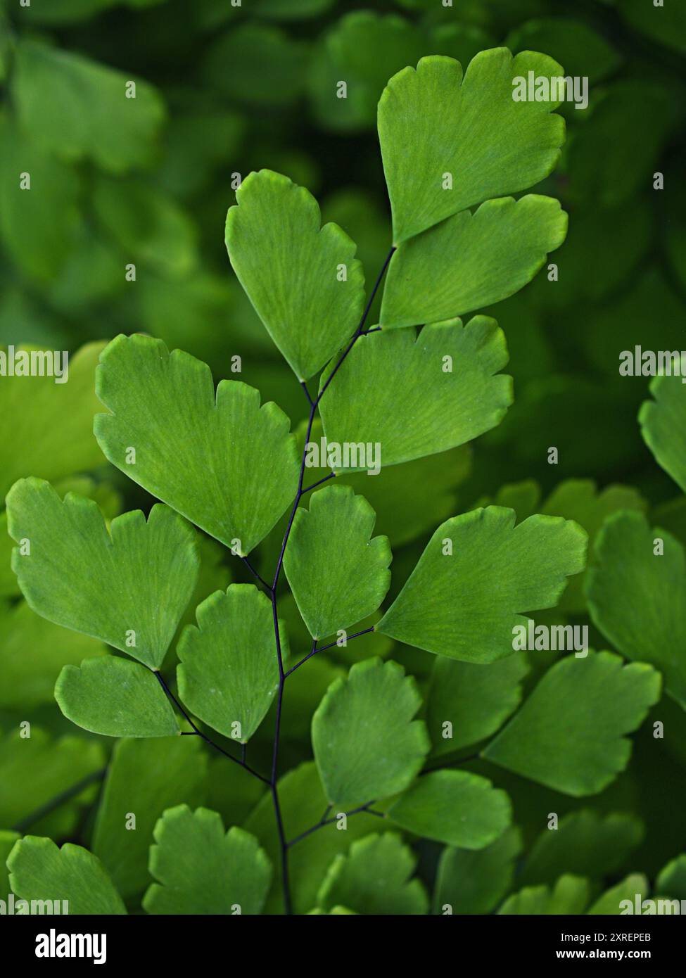 Grüne Blätter Adiantum trapeziforme, riesige Maidenhair, Sizilien, Diamant Maidenhair Farn, venus Ferns, Venushair, weicher selektiver Fokus für hübsche Stockfoto