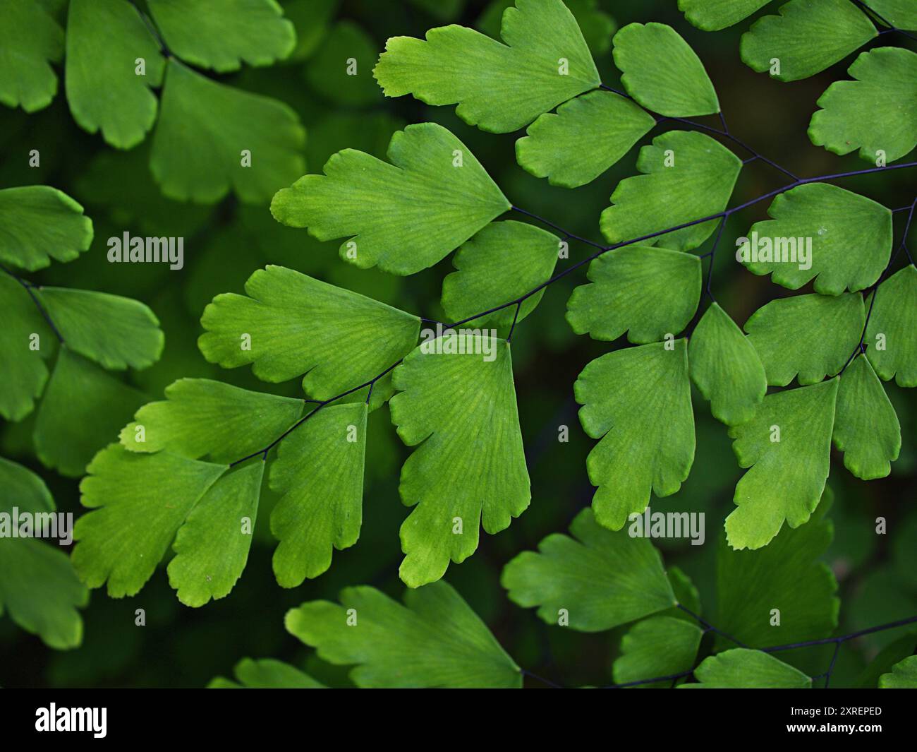 Grüne Blätter Adiantum trapeziforme, riesige Maidenhair, Sizilien, Diamant Maidenhair Farn, venus Ferns, Venushair, weicher selektiver Fokus für hübsche Stockfoto