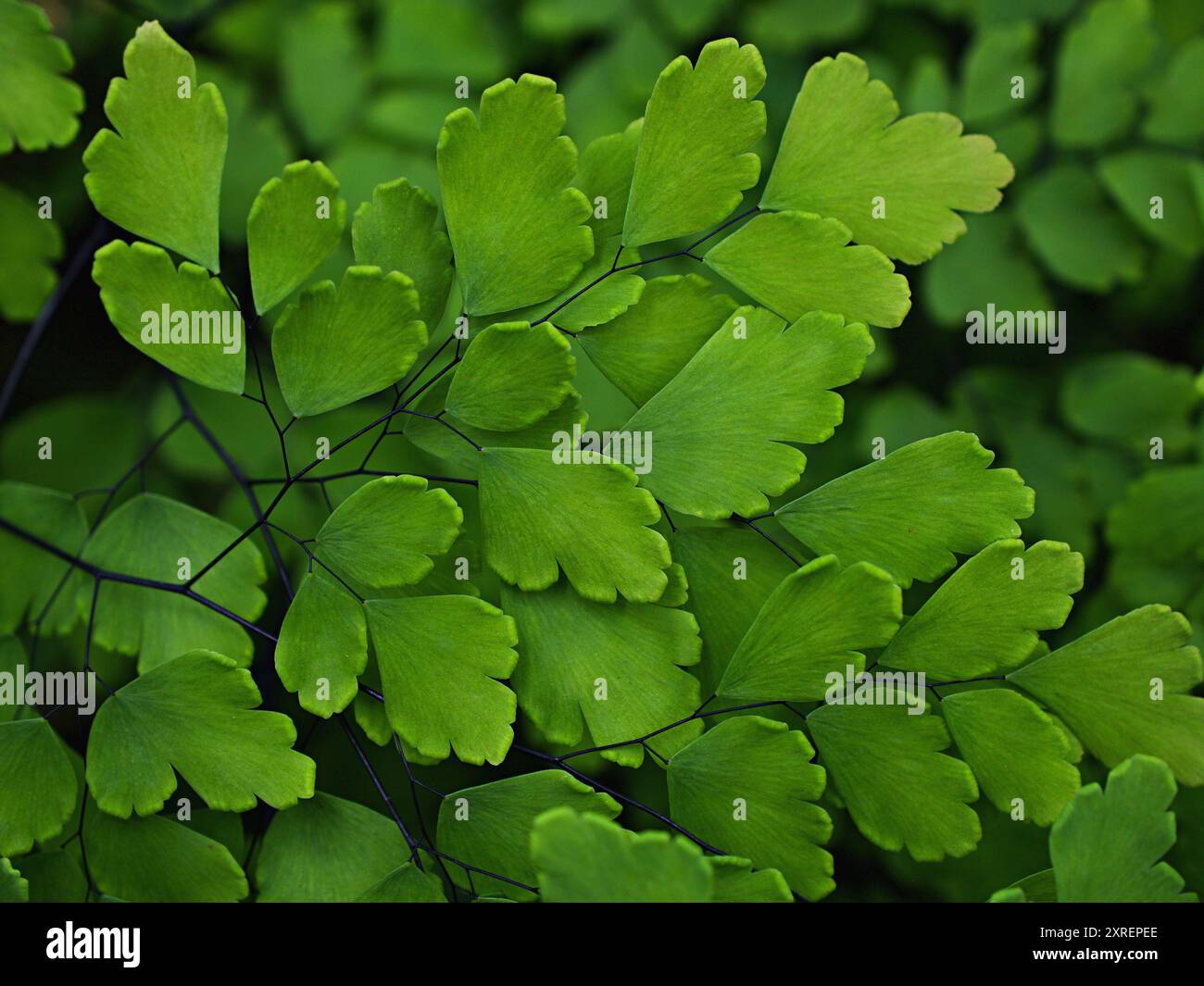 Grüne Blätter Adiantum trapeziforme, riesige Maidenhair, Sizilien, Diamant Maidenhair Farn, venus Ferns, Venushair, weicher selektiver Fokus für hübsche Stockfoto