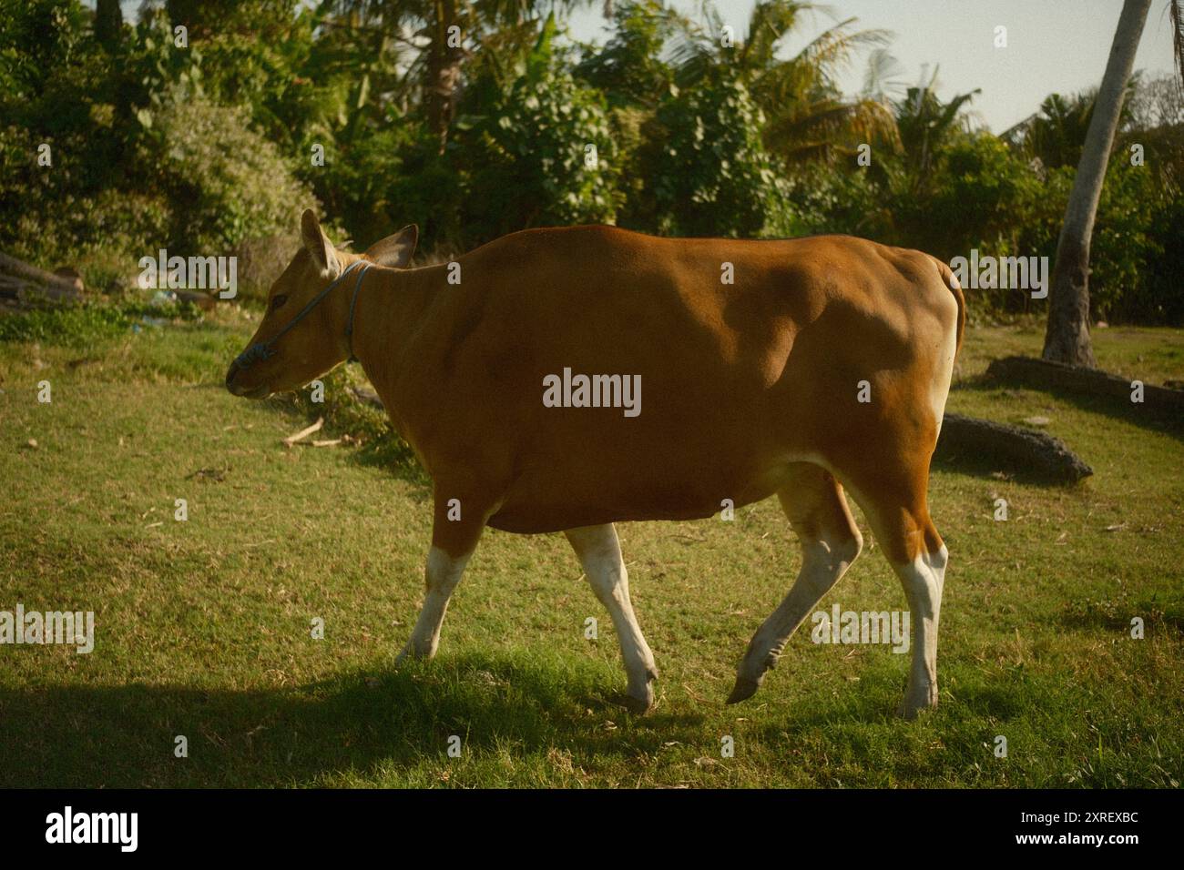 Ausgewachsene braune Bali-Rinder, die für landwirtschaftliche Tätigkeiten, balinesische Zeremonialrituale und Fleischkonsum verwendet werden, sind auf der Weide Stockfoto