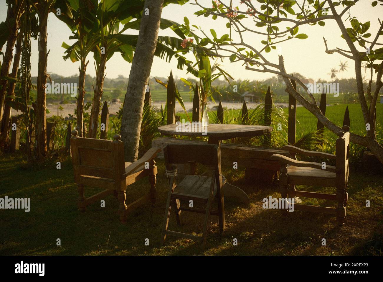 Ein rustikales Möbel-Set im Freien mit einem massiven Holzstuhl und Tisch, mit Blick auf die Reisfelder, Frangipani-Baum, Kokospalme, Bananenbaum, Stockfoto