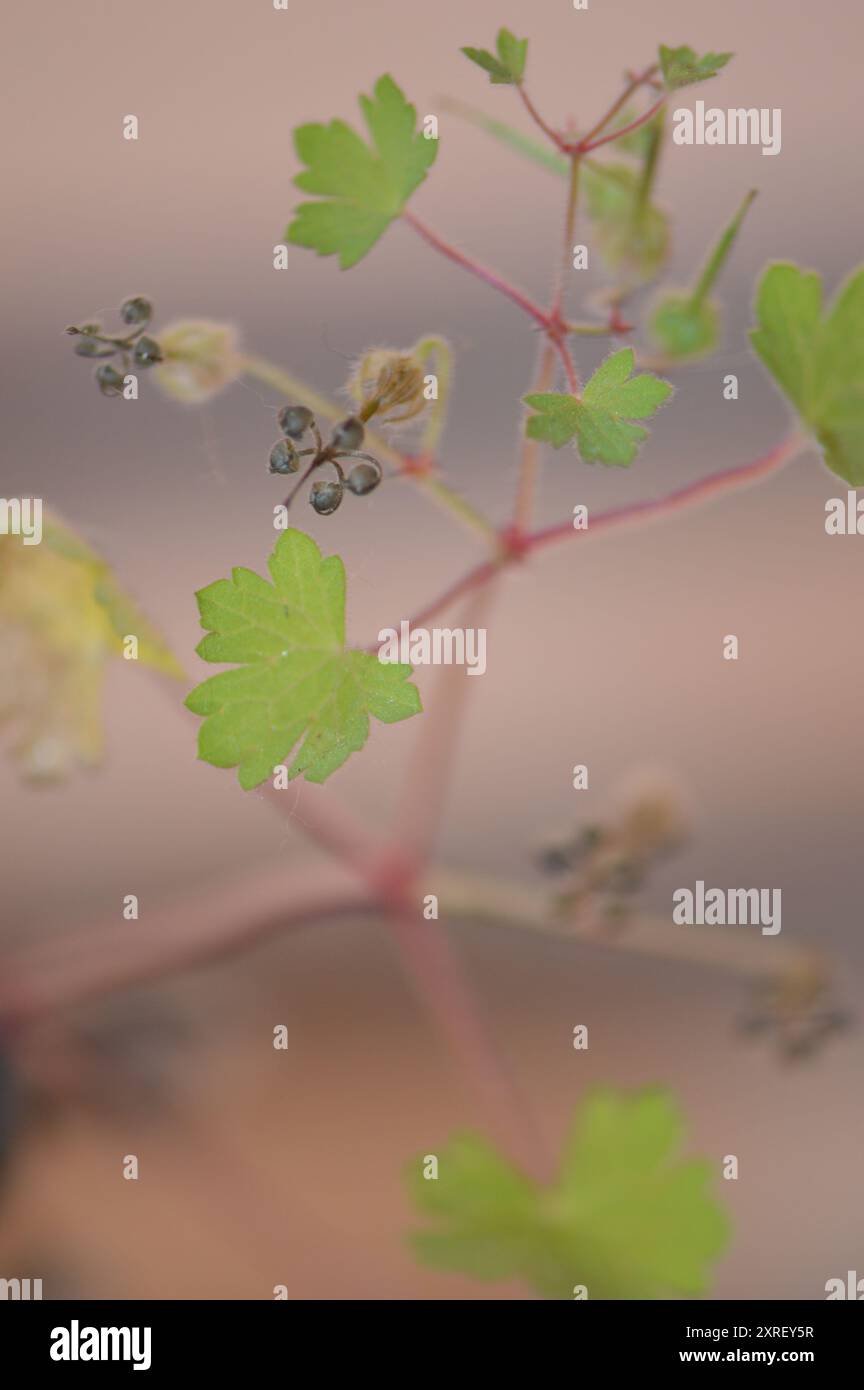 Fotografía macro de distintas hojas y flores Stockfoto