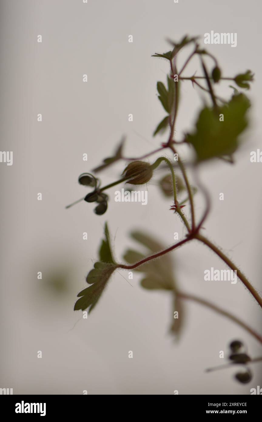 Fotografía macro de distintas hojas y flores Stockfoto