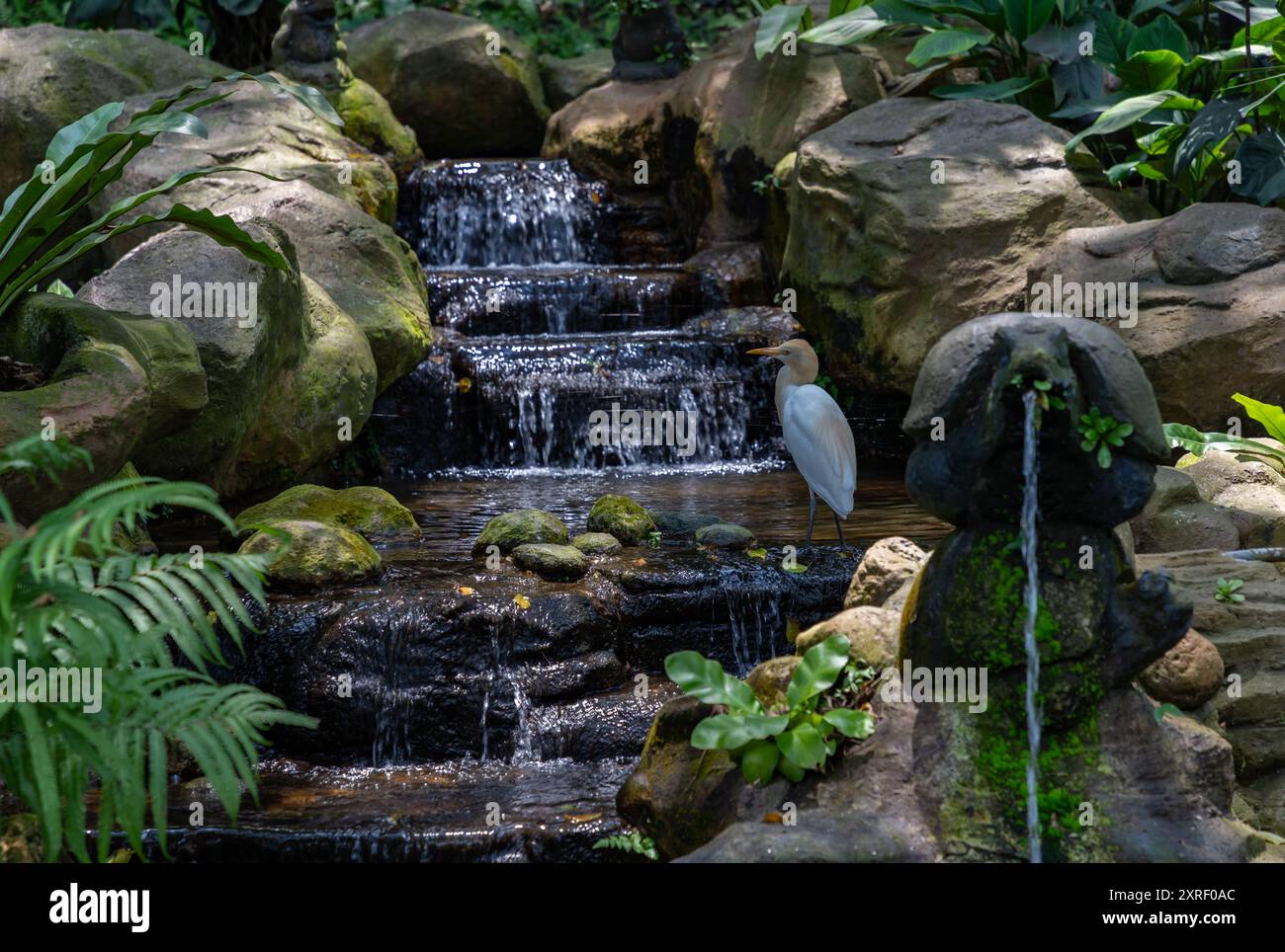 Ein Bild von einem Western Cattle Egret im KL Bird Park. Stockfoto