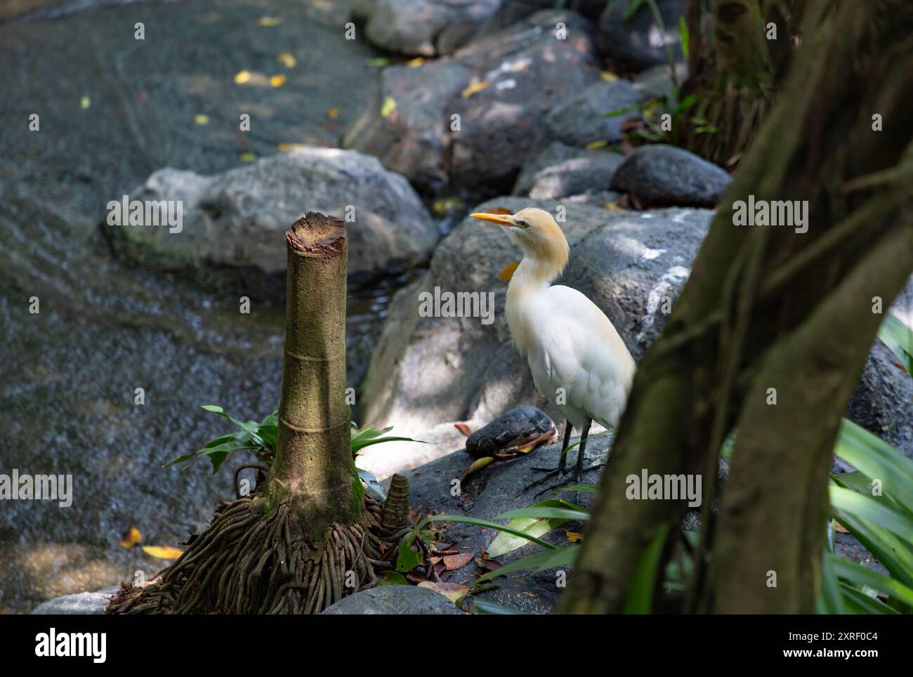 Ein Bild von einem Western Cattle Egret im KL Bird Park. Stockfoto