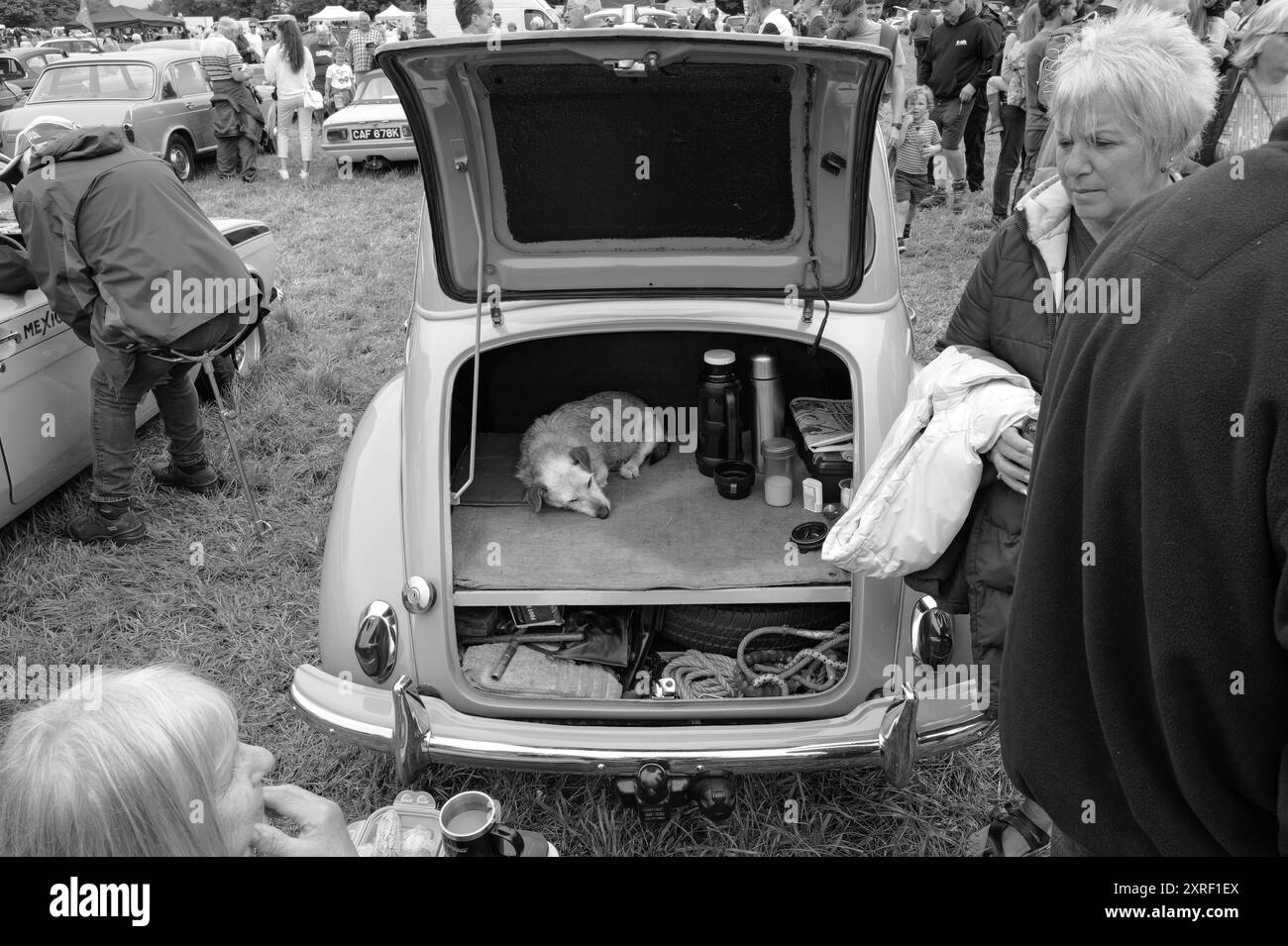 Hund schläft im Stiefel einer Morris Minor Carnhell Green Vintage Rallye am 10. August 2024 Stockfoto