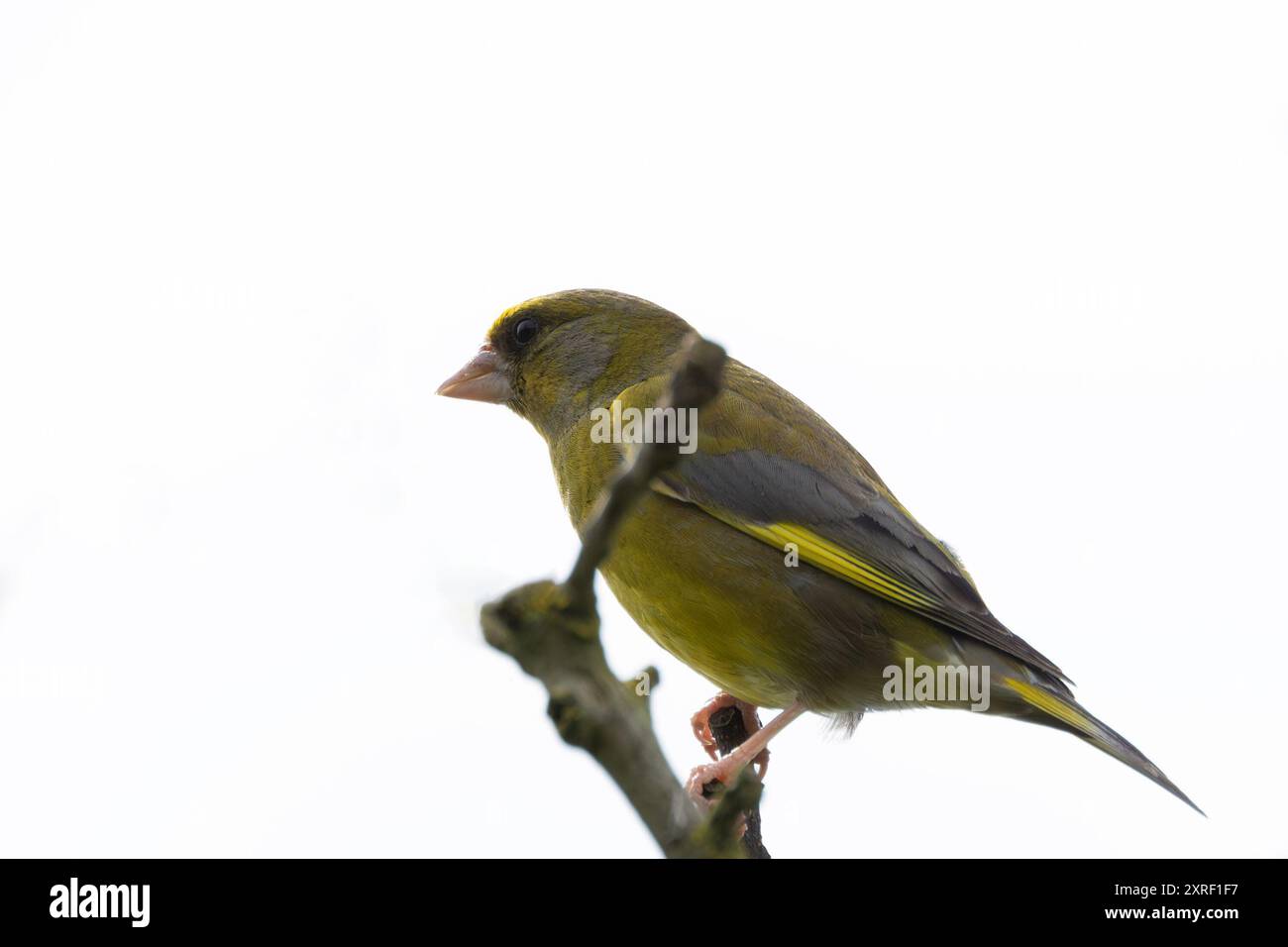 Grünfinke im Turvey Nature Reserve, Dublin. Ernährt sich von Samen, Früchten und Insekten. Häufig in Wäldern, Parks und Hecken in ganz EUR zu finden Stockfoto