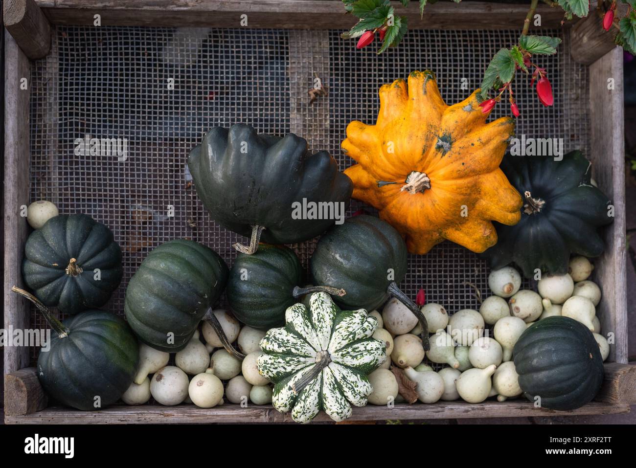 Dekorative Kürbisse und Mini-Kürbisse auf dem Bauernmarkt. Stockfoto