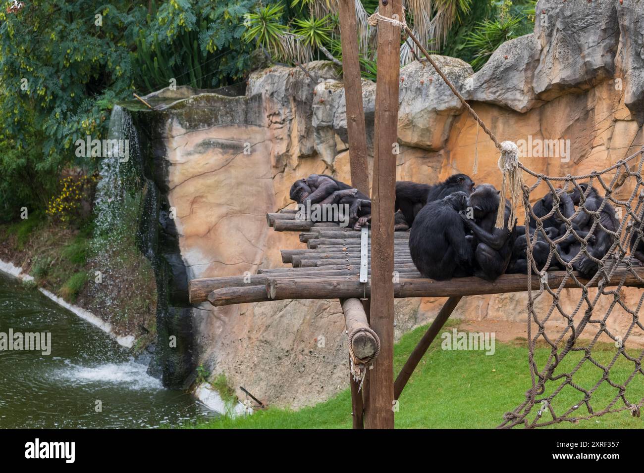 Das Schimpansengehege (Pan troglodytes) mit Wasserfall im Zoologischen Garten von Lissabon, Portugal, Schimpansen sitzen auf hölzernen Plattformen, Tier im fami Stockfoto