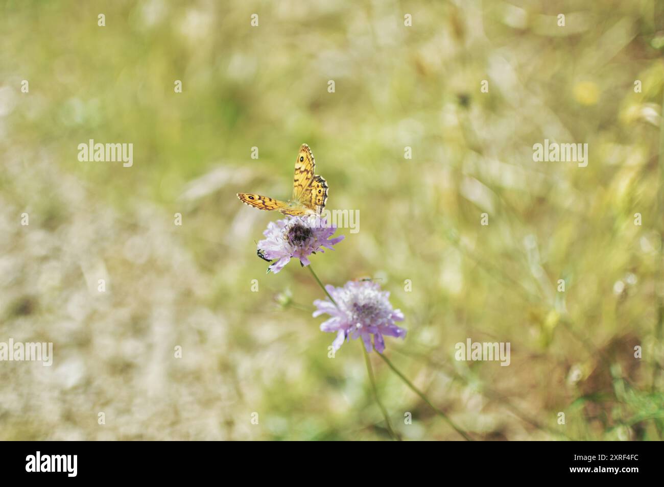 Fotografía macro de una mariposa amarilla encima de una flor ázul Stockfoto