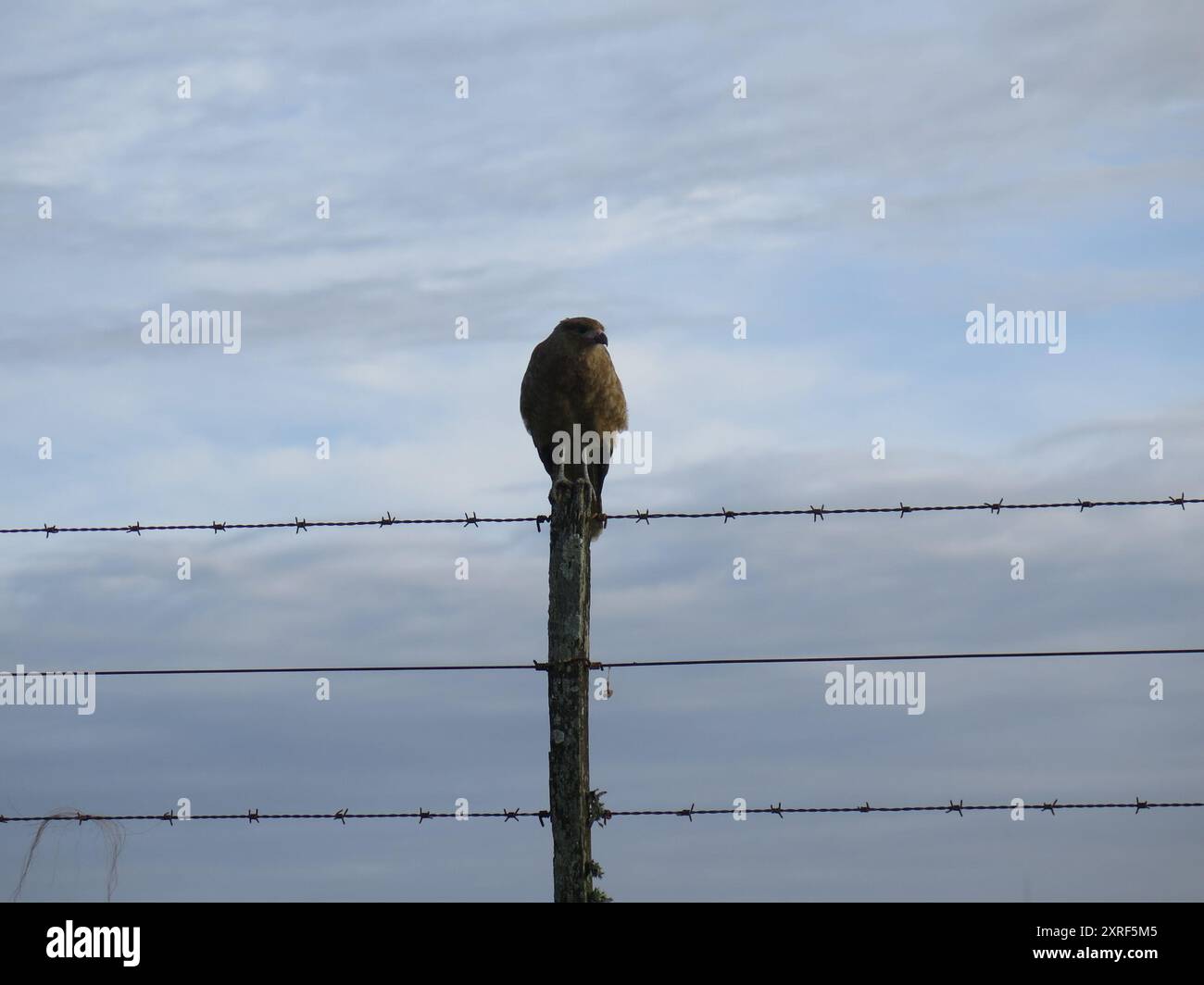 Chimango Caracara (Daptrius chimango) Aves Stockfoto