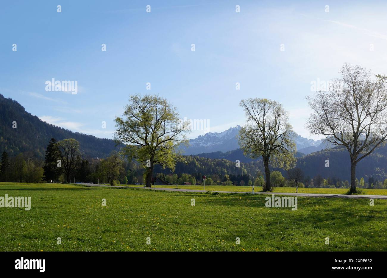 Romantische Straße, die an einem sonnigen Frühlingsabend durch die malerischen, saftig grünen Almwiesen in den Bayerischen Alpen führt (Allgäu, Schwangau, Bayern) Stockfoto