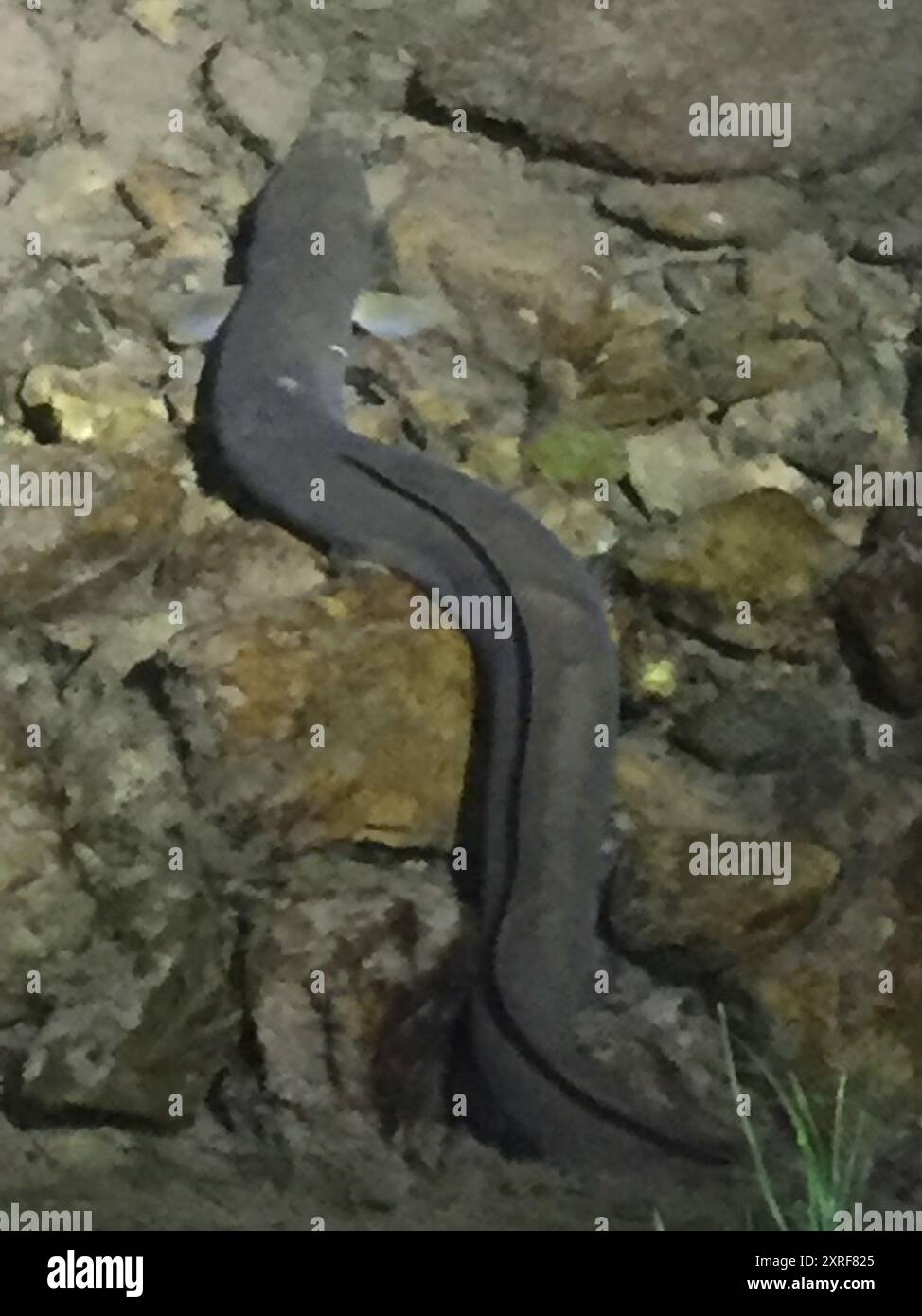 Neuseeländischer Langflossenaal (Anguilla dieffenbachii) Actinopterygii Stockfoto