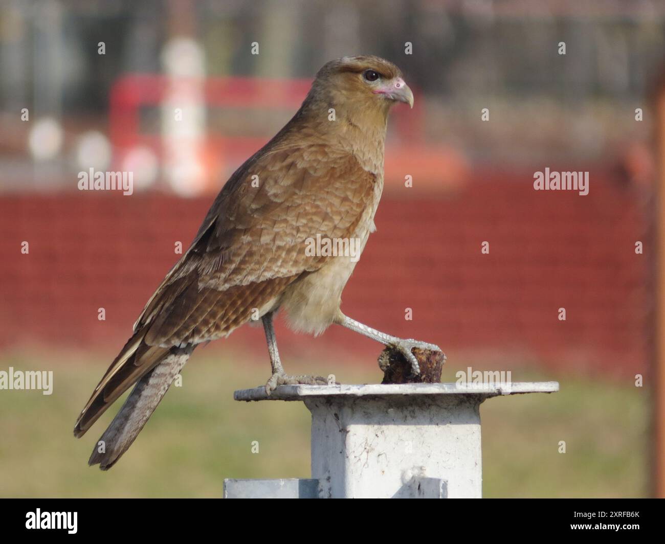 Chimango Caracara (Daptrius chimango) Aves Stockfoto