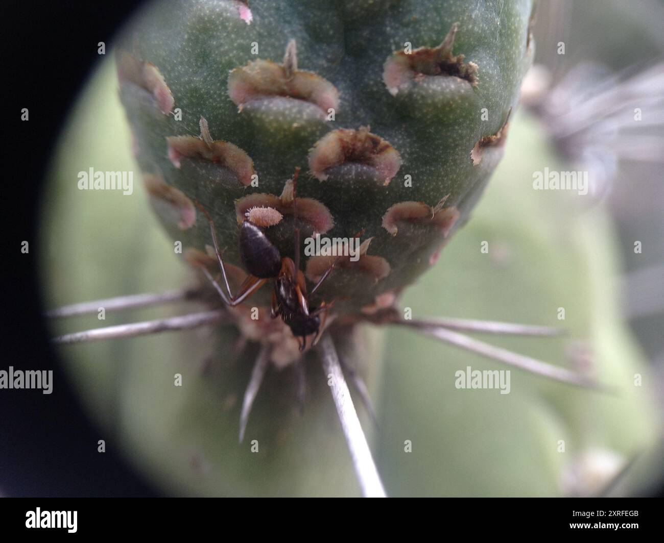 Zahnstocher Cactus (Stetsonia coryne) Plantae Stockfoto