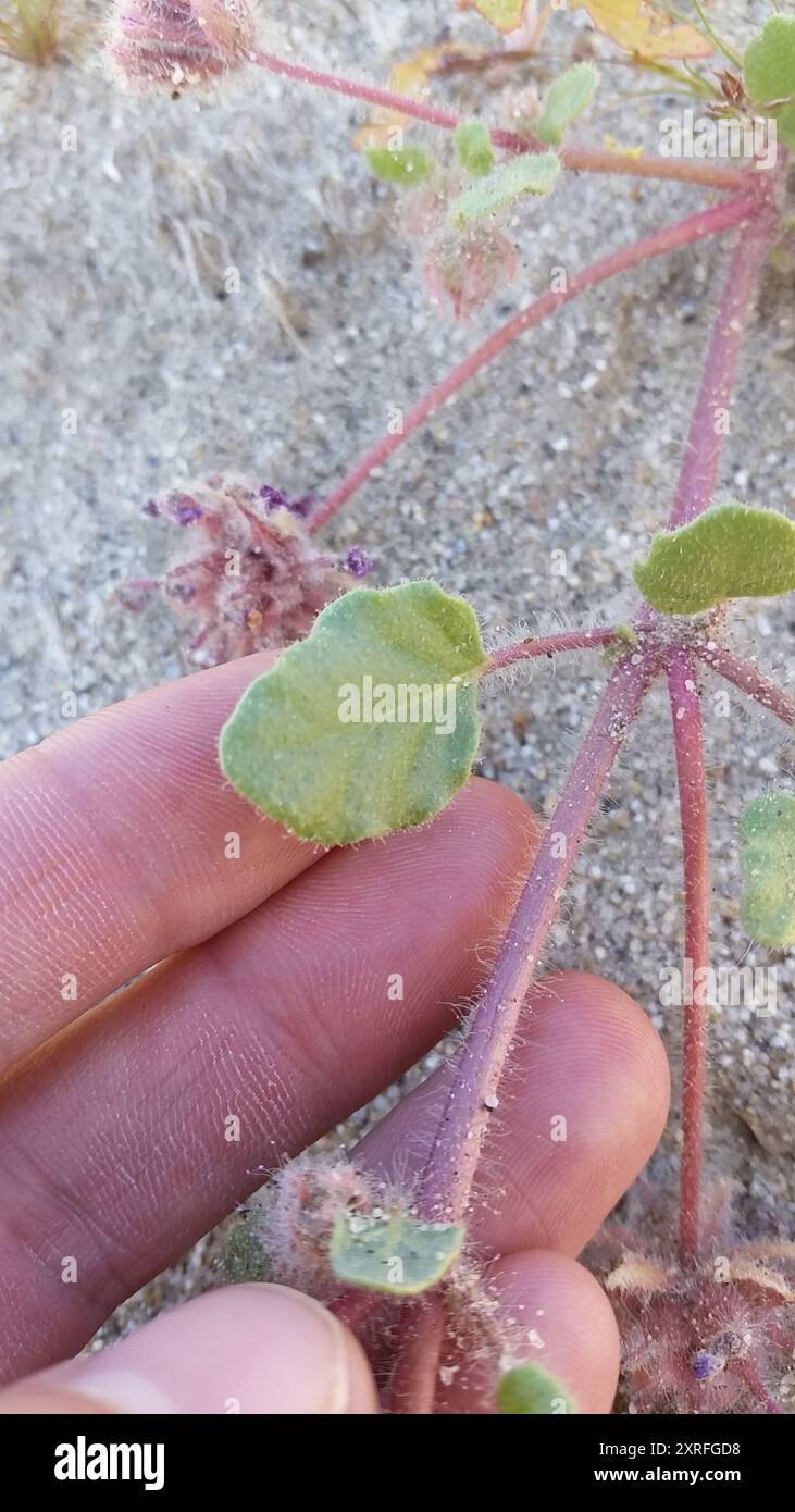 Behaarte Sand Verbene (Abronia villosa villosa) Plantae Stockfoto