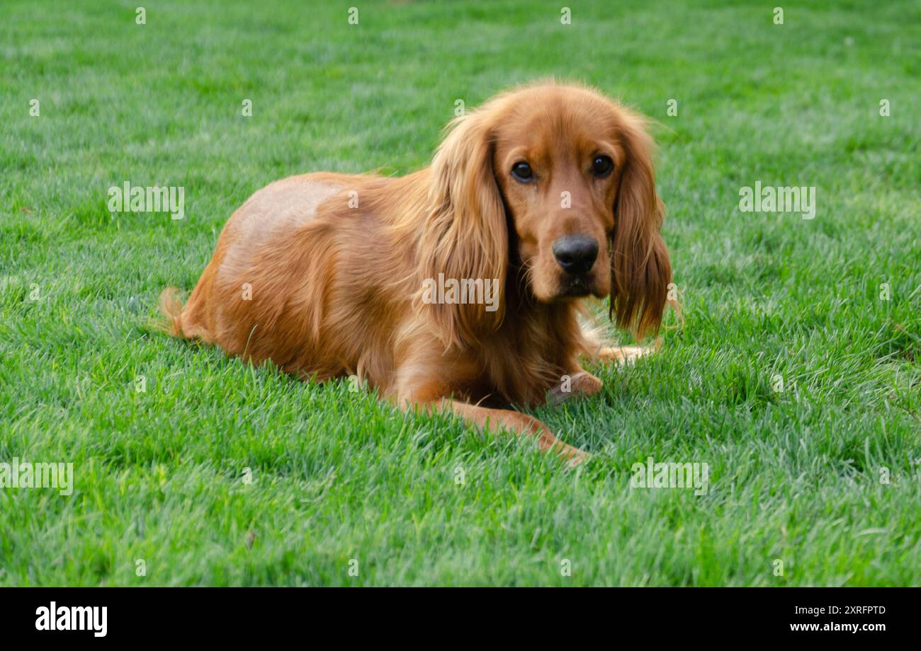 goldener Cocker Spaniel im Gras Stockfoto