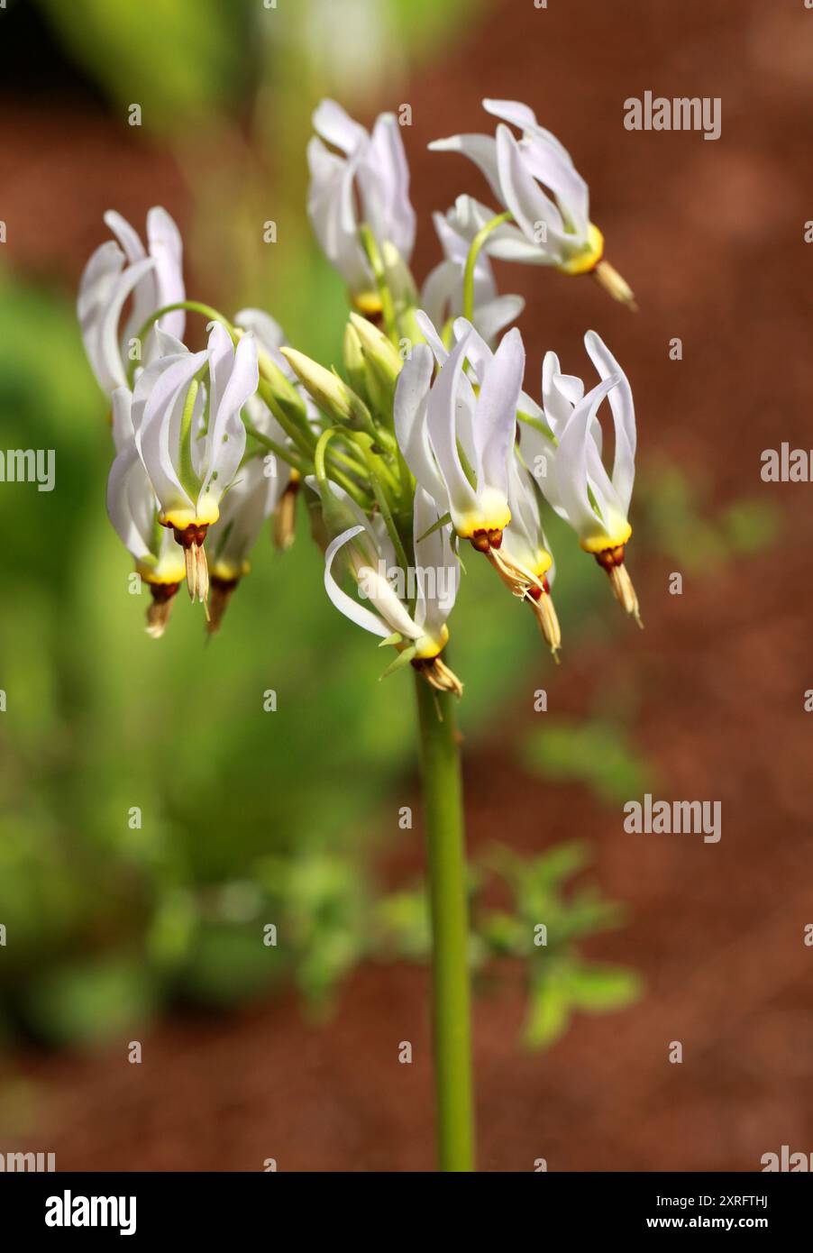 Shooting Star, Eastern Shooting Star, Pride of Ohio, American Cowslip, Roosterheads oder Prairie Pointers, Primula meadia, Syn. Dodecatheon meadia. Stockfoto