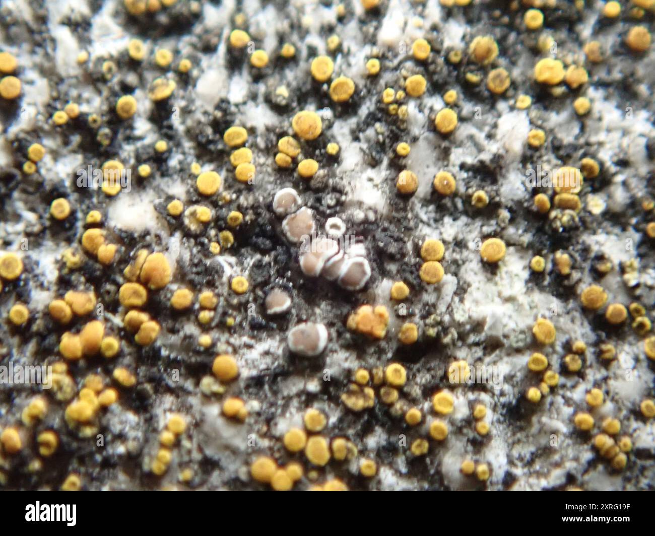 Mörtelflechte (Myriolecis dispersa) Pilze Stockfoto