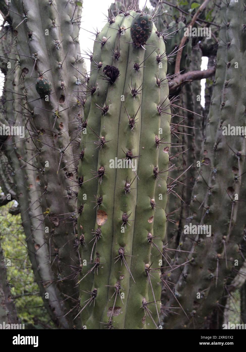 Zahnstocher Cactus (Stetsonia coryne) Plantae Stockfoto