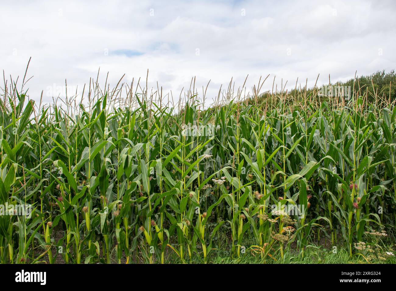 Mais, auch Mais (Zea mays) genannt, wächst auf einem Feld in Hampshire, England, Vereinigtes Königreich Stockfoto