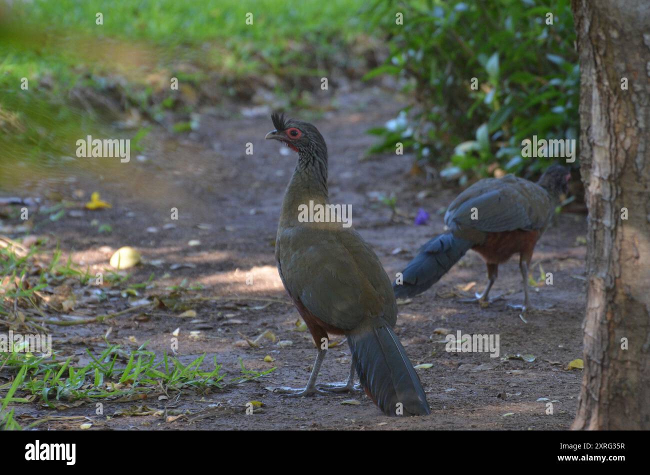 Chachalaca (Ortalis wagleri) Aves Stockfoto