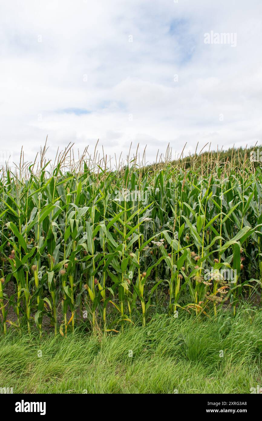 Mais, auch Mais (Zea mays) genannt, wächst auf einem Feld in Hampshire, England, Vereinigtes Königreich Stockfoto