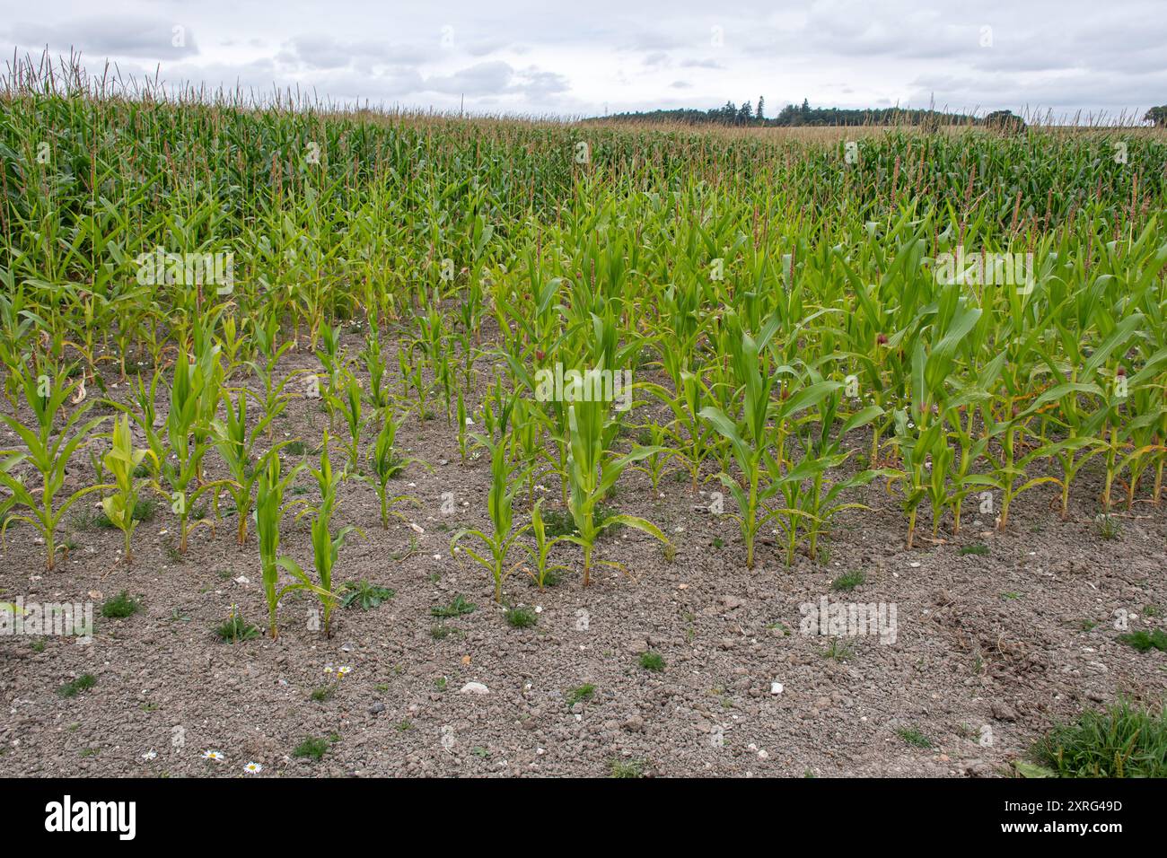 Mais, auch Mais (Zea mays) genannt, wächst auf einem Feld in Hampshire, England, Großbritannien, und zeigt kleinere Stummelpflanzen in der Ecke des Feldes Stockfoto