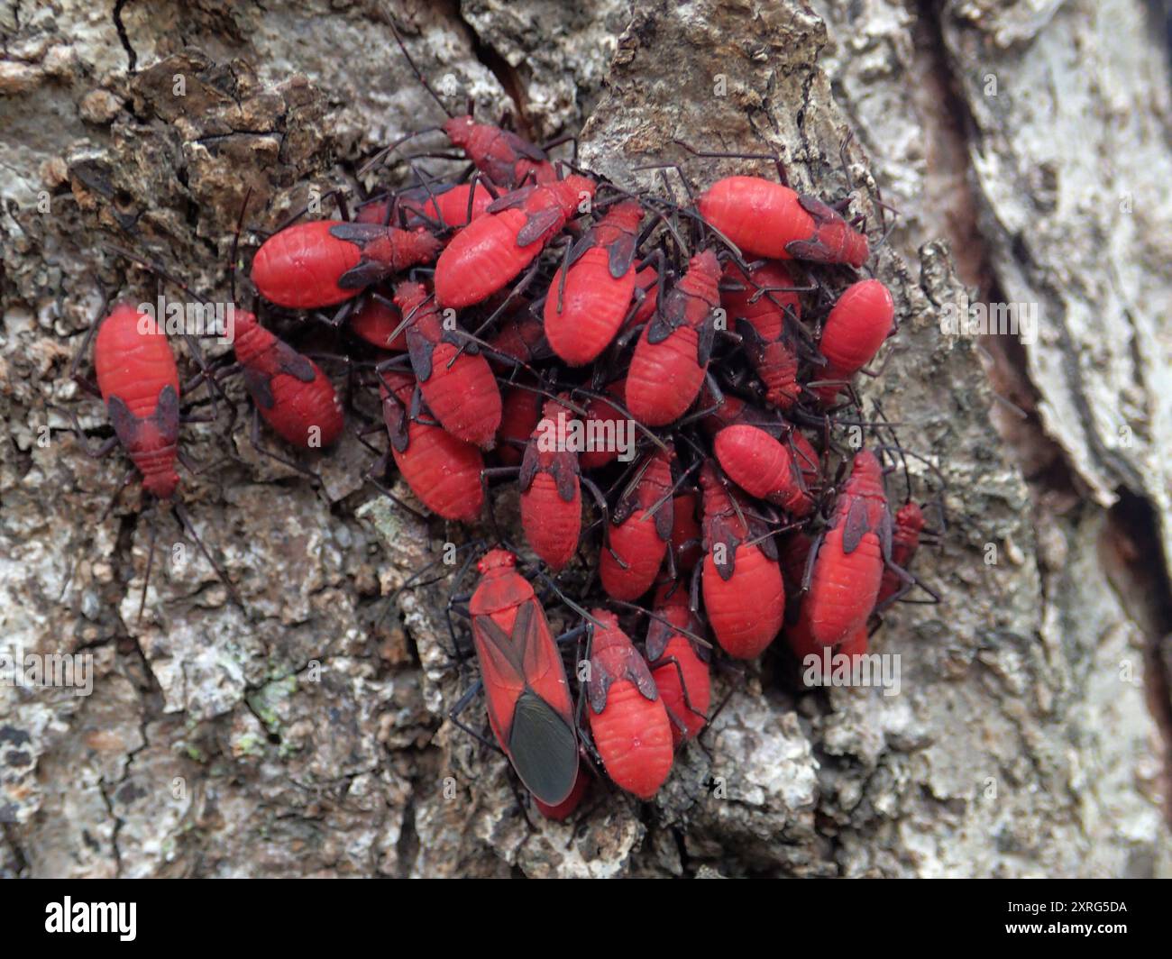 (Leptocoris vicinus) Insecta Stockfoto