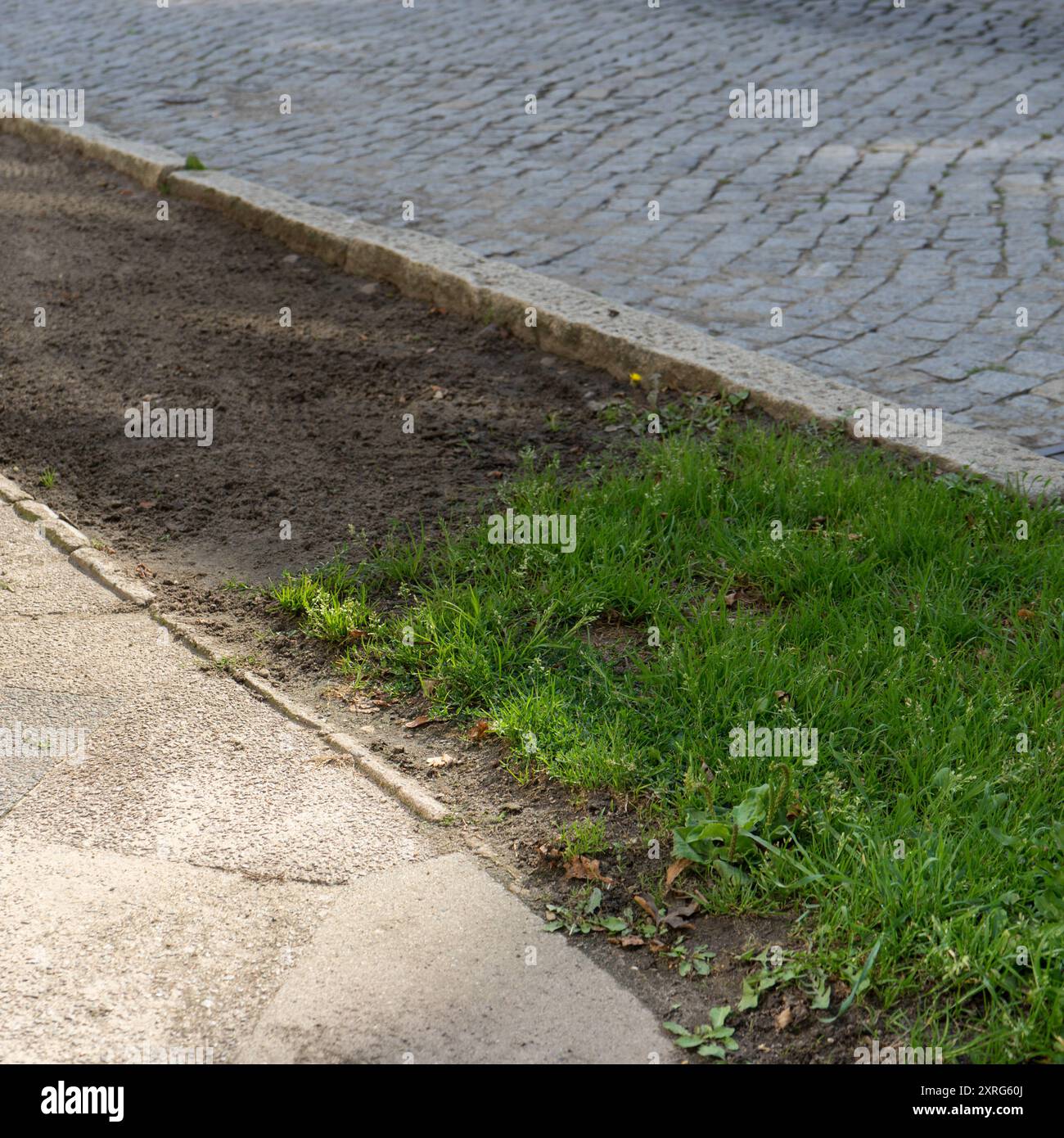 Straßenrand mit grünen Wildpflanzen und Boden ohne Pflanzen Stockfoto
