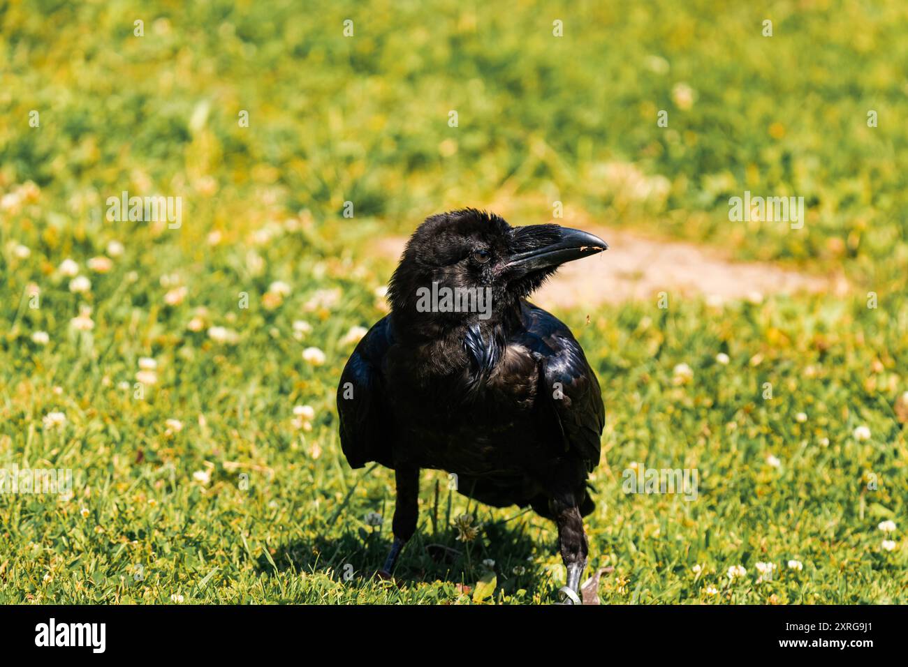 Kapkrähe oder schwarze Krähe (Corvus capensis) Stockfoto